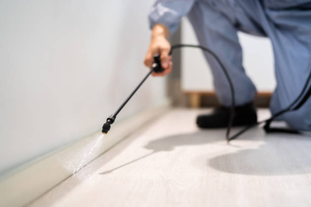 Wasp Removal Services in Albertville, AL