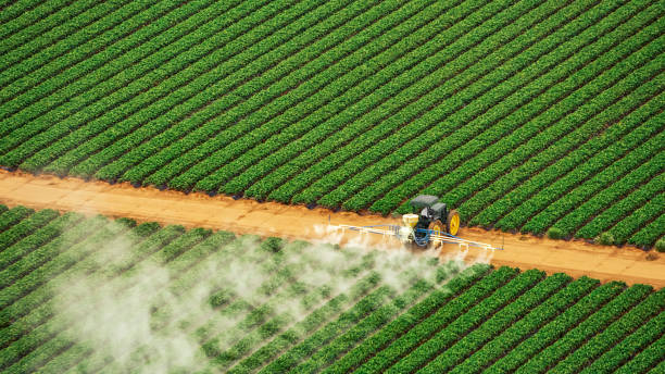 Best Ant Control Services  in Bertville, AL