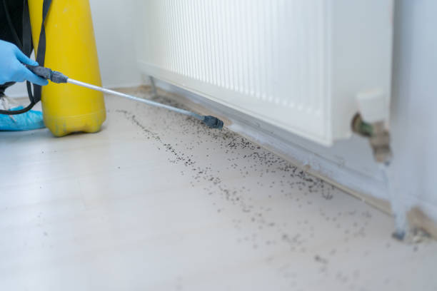 Best Wasp Removal Services  in Bertville, AL